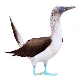 Blue Footed Boobie 1